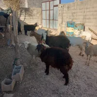 ه بز درجه یک خالص همشونم تا ۲ماه دیگه میزاین|حیوانات مزرعه|لردگان, |دیوار