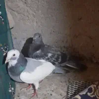 کفتر نر