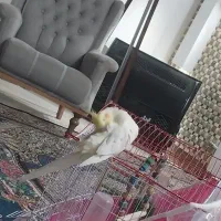 عروس هلندی لوتینو|پرنده|فردوس (خراسان), |دیوار