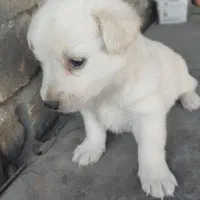 سگ پاکوتا ناز