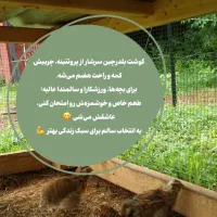 گوشت بلدرچین و بلدرچین زنده|خوردنی و آشامیدنی|شیراز, ظفرآباد|دیوار