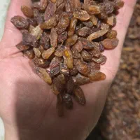 کشمش خواراکی و غیر خوارکی|عمدهفروشی|خلیل آباد, |دیوار