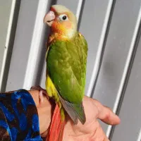 گرینچیک دستی اهلی سخنگو دبل رد قرمزی و کیفیت بالا|پرنده|بیرجند, |دیوار