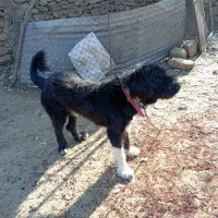 سگ ریشی|سگ|دشمن زیاری, |دیوار