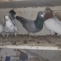 کبوتر اویناخ|پرنده|خسروشاه, |دیوار