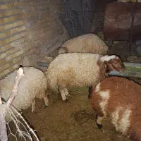 بره چاق کشتاری|حیوانات مزرعه|بروجرد, |دیوار