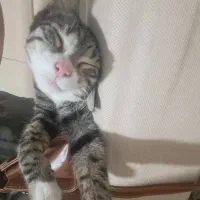 واگذاری گربه چهارماهه