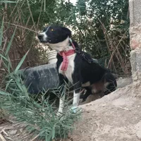 واگذاری سگ نگهبان