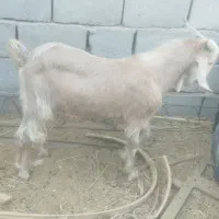 دو عدد نری|حیوانات مزرعه|ریگان, |دیوار