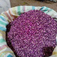 گل محمدی|عمده‌فروشی|آذرشهر, |دیوار