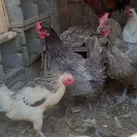 خروس مرغ  گلین چهل تاج