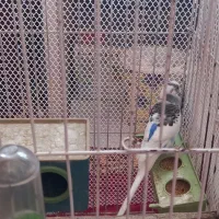 مرغ عشق نر آواز خوان|پرنده|لاهیجان, فیاض|دیوار