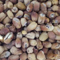 خرما زاهدی (زیری)  شکسته مخصوص دوشاو|خوردنی و آشامیدنی|ایوان, |دیوار