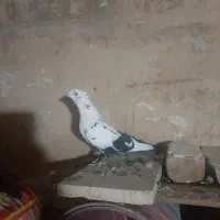 چهارتا همع پرشی