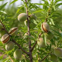 نهال بادام دیرگل و مقاوم به سرما|خدمات باغبانی و درختکاری|ملکان, |دیوار