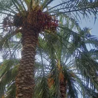 رطب خرما صادراتی لوکس|خوردنی و آشامیدنی|مشهد, شهرک مهر آباد|دیوار