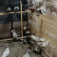 ۵۰تا کفتر خوب|پرنده|تهران, جوادیه تهرانپارس|دیوار