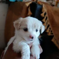 سگ پامر شیتزو|سگ|سیرجان, |دیوار