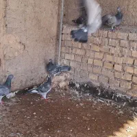 جوجه پلاکی|پرنده|خرمشهر, |دیوار