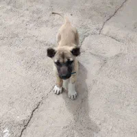 سگ سراب ۲ ماهه