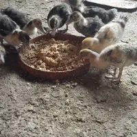 فروش اردک اسرائیلی ۲ماهه