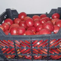 سالا فصل و شور گل کلم بصورت فله ایی|خوردنی و آشامیدنی|تهران, شهید فکوری|دیوار