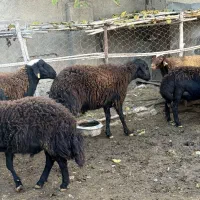 سه راس نر بره قوچ تخمی|حیوانات مزرعه|فاضل آباد, |دیوار