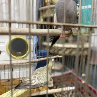 یک عدد مینا ویک جفت عروس هلندی|پرنده|قرچک, داوود آباد|دیوار