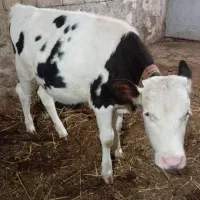 گوساله ماده