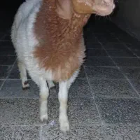 کور