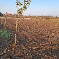 زمین باغی ۵۶۰ متری قیمت مناسب