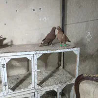 کفتر
