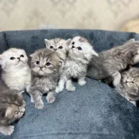 بچه گربه های بریتیش