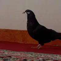 گلی دمسفید و زاغ ریشی ودمسیاه|پرنده|زرند, |دیوار