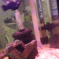 اکواریوم|ماهی|تهران, وحیدیه|دیوار