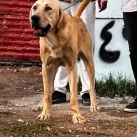 سگ عراقی|سگ|تبریز, |دیوار