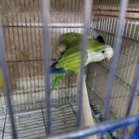 راهب مولد|پرنده|تهران, مقدم|دیوار