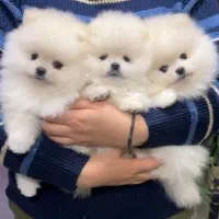 سگ پامرومالتیز مطابق عکس موجوده