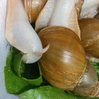 حلزون|خزنده|باسمنج, |دیوار