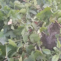 فروش یک جیریب  باغ  انگوری درجه یک|فروش خانه و ویلا|ملایر, |دیوار