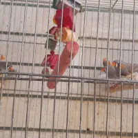 ۷عدد فنج بشرط همه چی