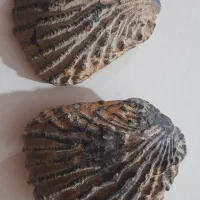 فسیل دوکفه ای