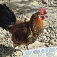 سه عدد خروس مینیاتوری