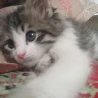 واگذاری گربه