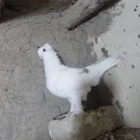 کبوتر