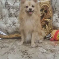 واگذاری پامر شناسنامه دار واکسن شده