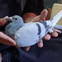 کبوتر ماده مسافتی مقام دار