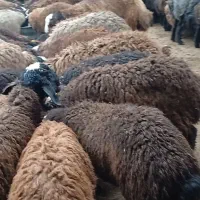 فروش بره نر
