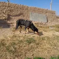 توله دوبرمن|سگ|یزد, |دیوار