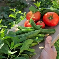 فروش خیار و گوجه طبیعی